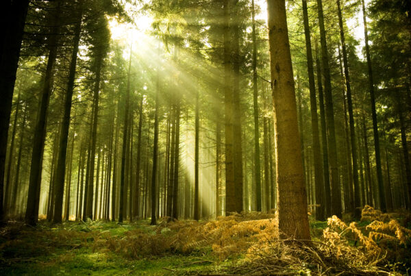 the meaning of competition trees in a forest