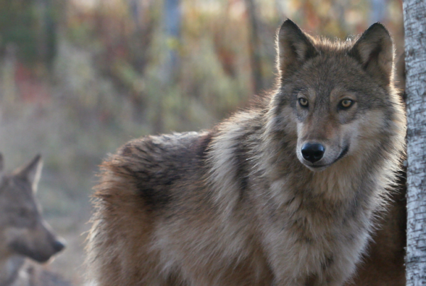 join the pack of wolves for survival