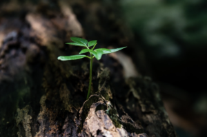 growth through social media